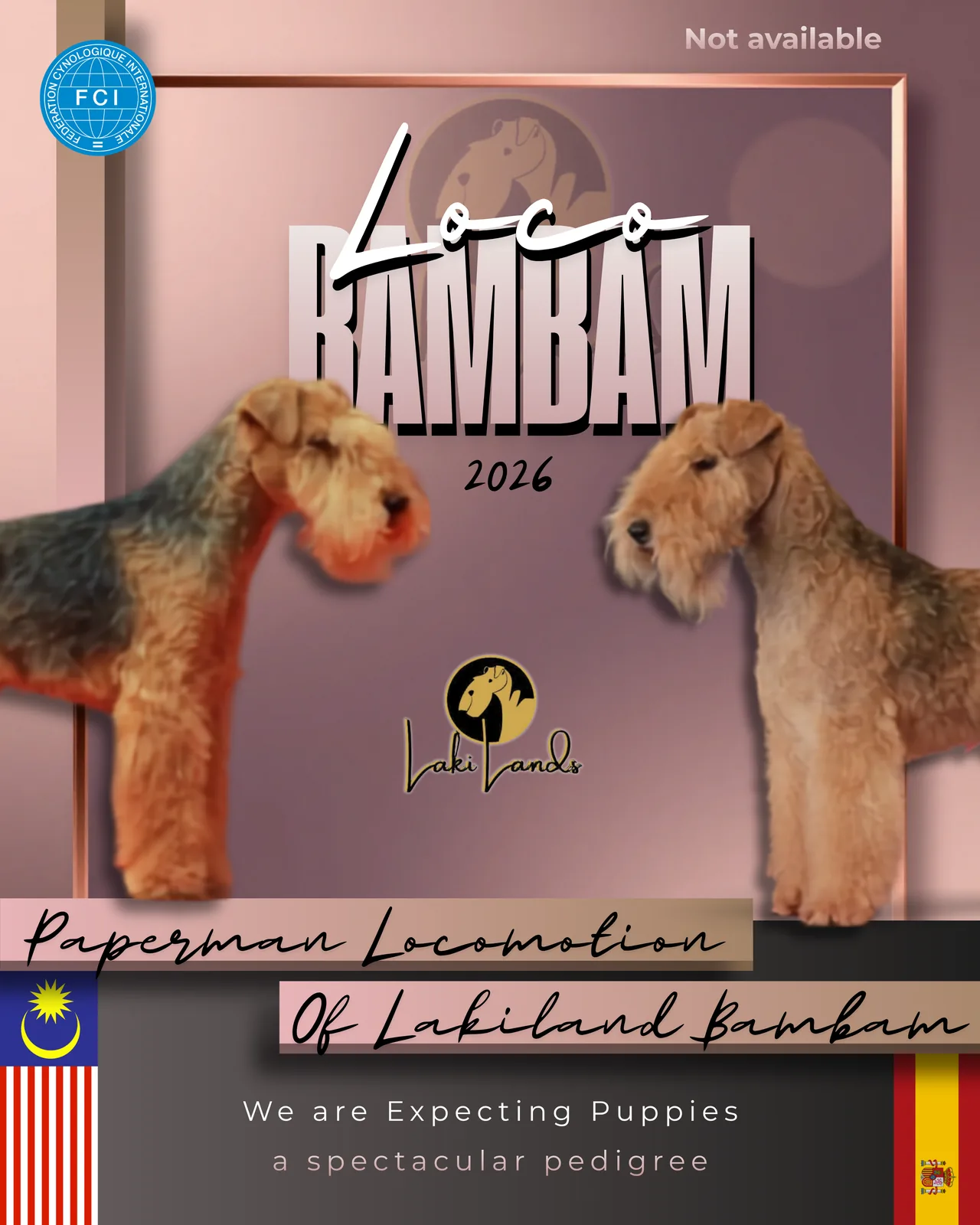 Of Lakilands Lakeland Terrier puppies · 2026 litter
