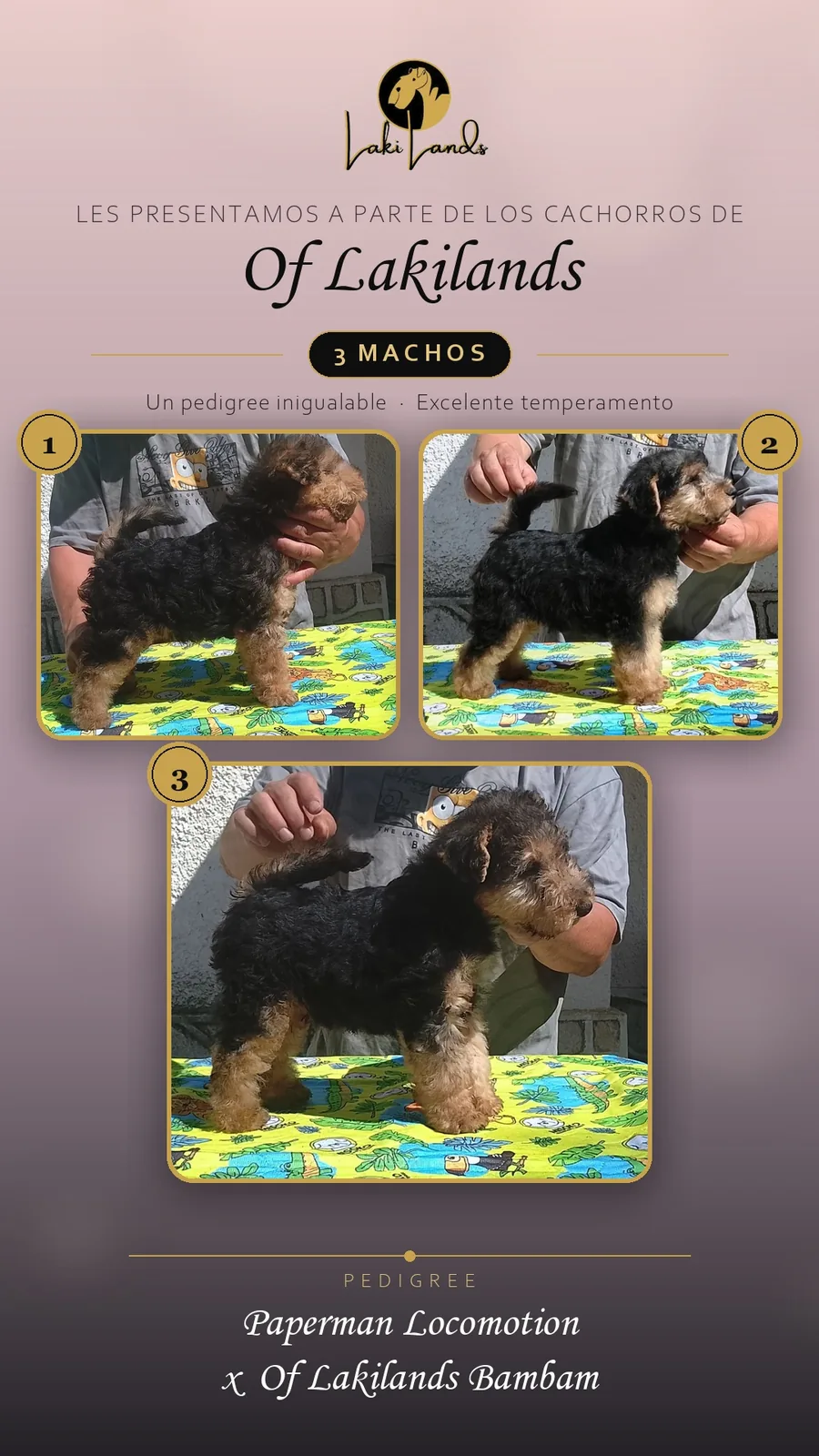2026 litter announcement · 3 males · Paperman Locomotion x Of Lakilands Bambam