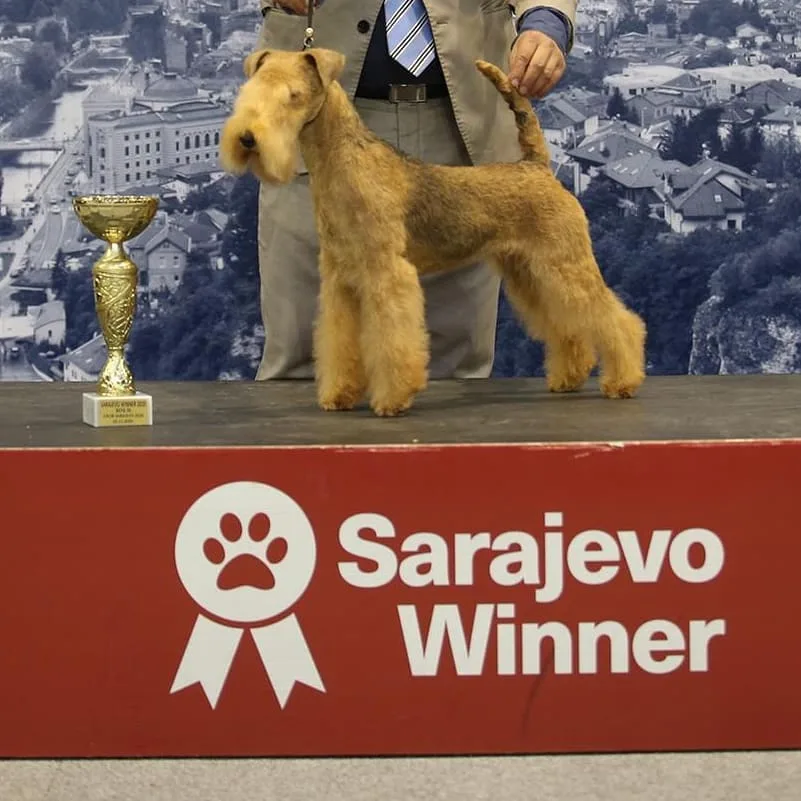 Hanna · Sarajevo Winner