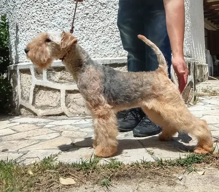 Of Lakilands Bianca