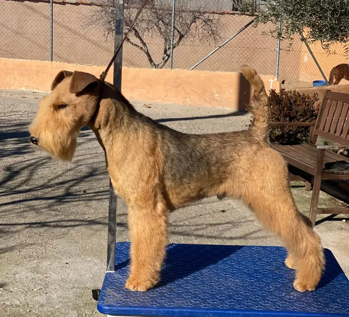 Bubba de Ciudad Estrella