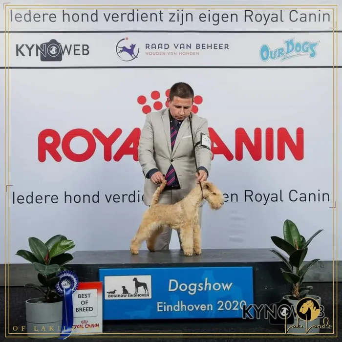 Goldie · Zavetnaya Metcha Lapandia · Best of Breed Eindhoven 2020