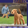 Darwing